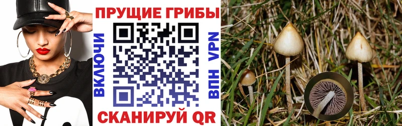 Галлюциногенные грибы Psilocybe  blacksprut как зайти  Апатиты 
